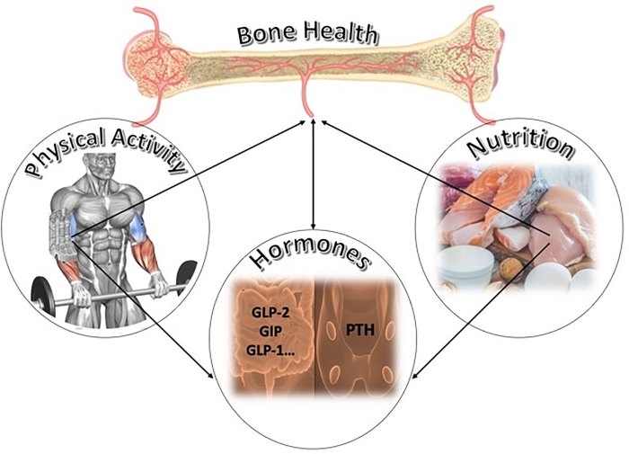benefits of strength training: bone health