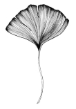 1-ginkgo-leaf.jpg