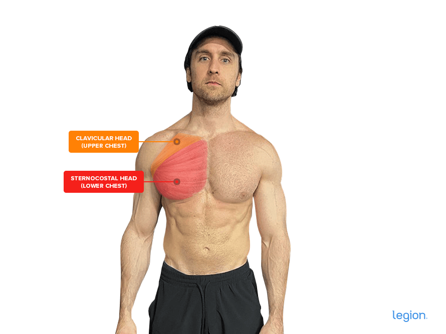 The-Upper-and-Lower-Chest-Muscle-Heads_(1)