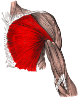 pectoralis-major-muscle.jpg