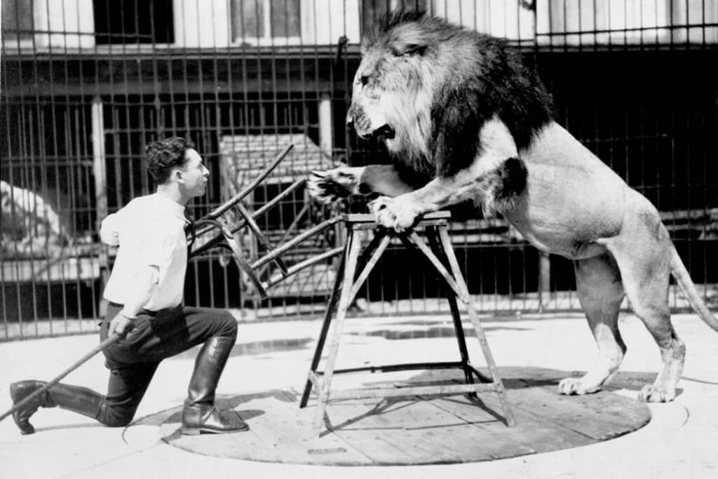 lessons on how to focus and concentrate from lion tamer Clyde Beatty