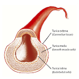aortic-smooth-muscle-cell.jpg