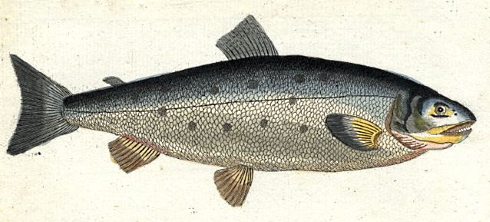 atlantic-salmon.jpg