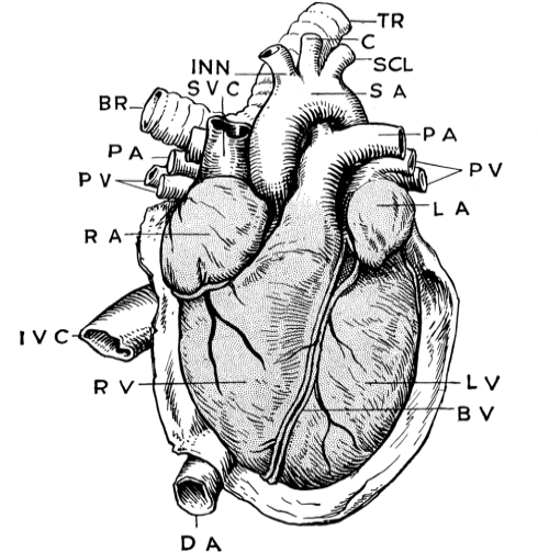 cardiovascular-system-pic-vintage.gif