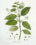 cinnamonum-zeylanicum-plant.jpg