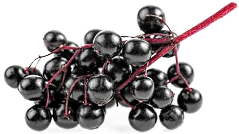 elderberry-berries-pic.jpg