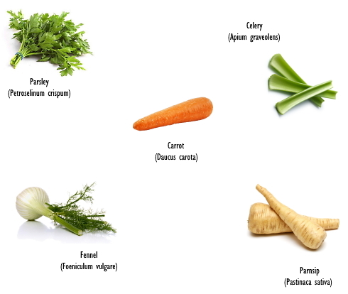 fennel-carrot-parsley-celery-parsnip.jpg