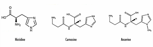 histidine-carnosine-anserine.gif