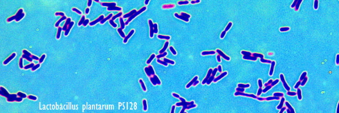 lactobacillus-plantarum-ps128-small.jpg