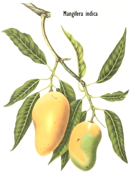 mangifera-indica.jpg