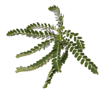 phyllanthus-amarus-plant.jpg