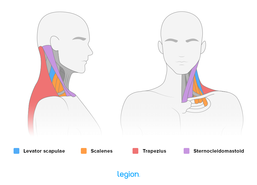 exercises for neck