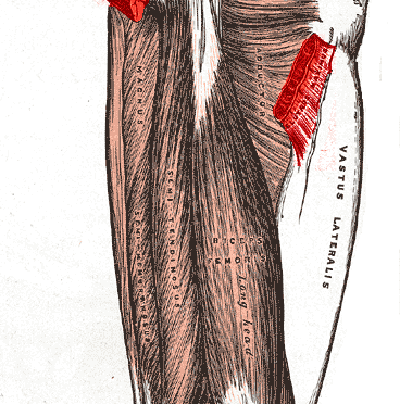 gluteus_maximus_muscle-368x372.png