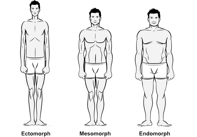 The Three Body Types: Ectomorph, Mesomorph or Endomorph