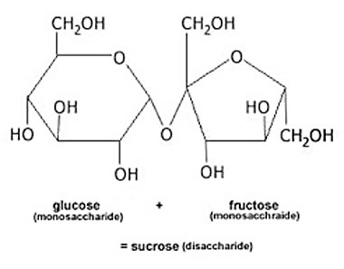Sucrose is very similar to corn syrup