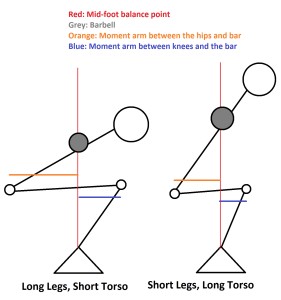 Short Torso vs Long Torso Squats