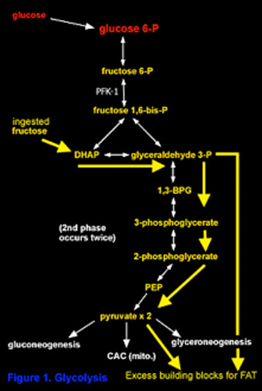 Fructose in the cellular metabolism: follow the yellow fat road.