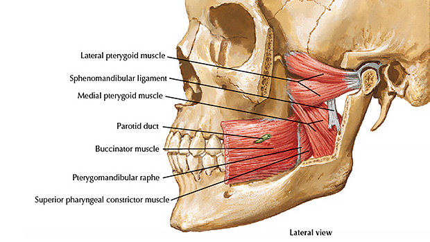 Jaw Muscles