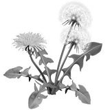 dandelion-pic.jpg