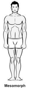 Mesomorph body type