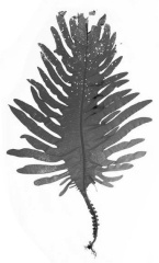undaria-pinnatifida.jpg