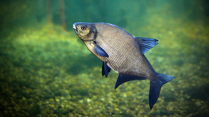 Freshwater Fish Freshwater Fish