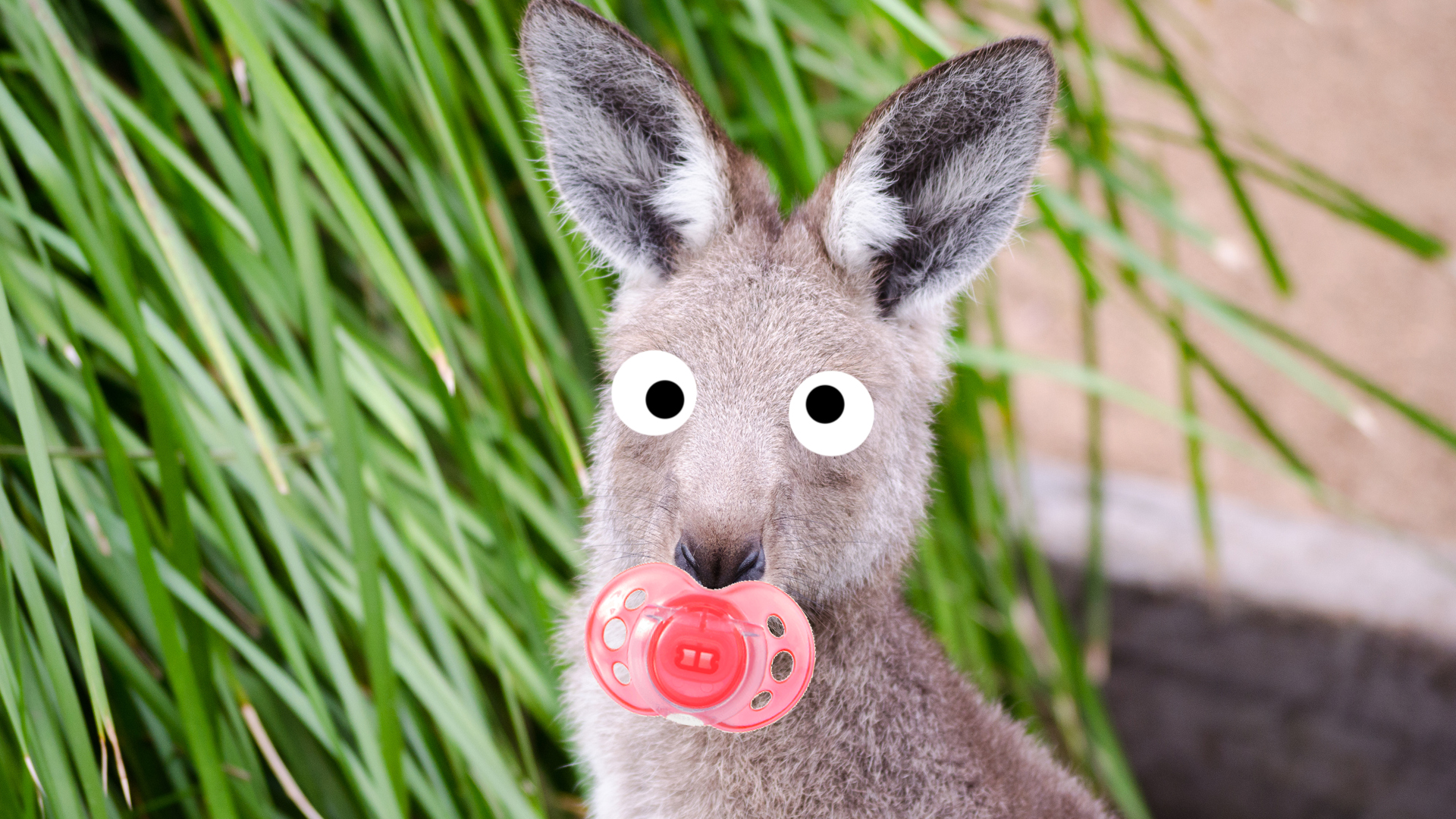47536_baby-kangaroo.jpg