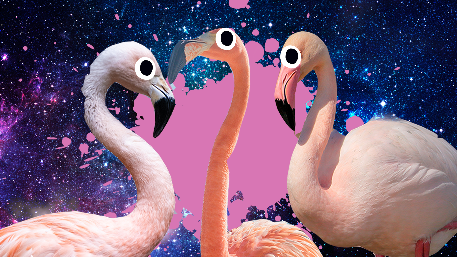 Flamingo Jokes Thumbnail