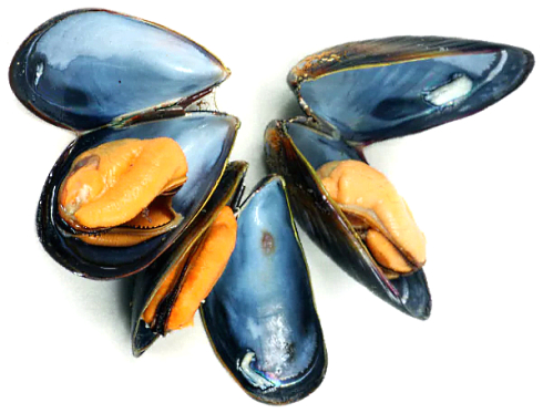 mussels-pic.jpg