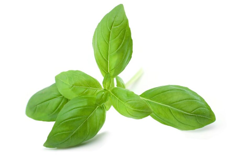 10 Benefits of Basil to Improve Your Overall Health IronMag Labs