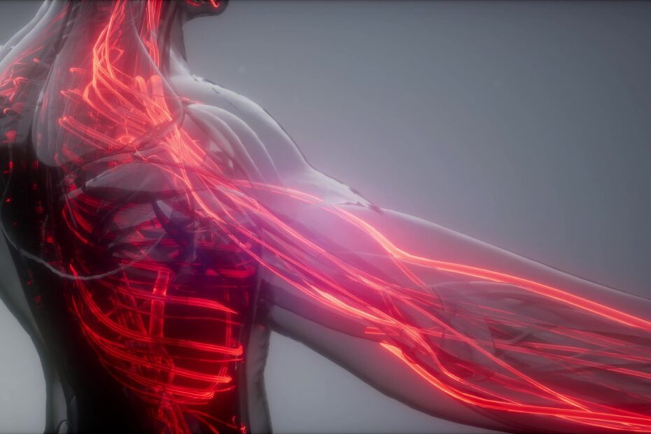 Fast-Twitch-Muscle-Fibers