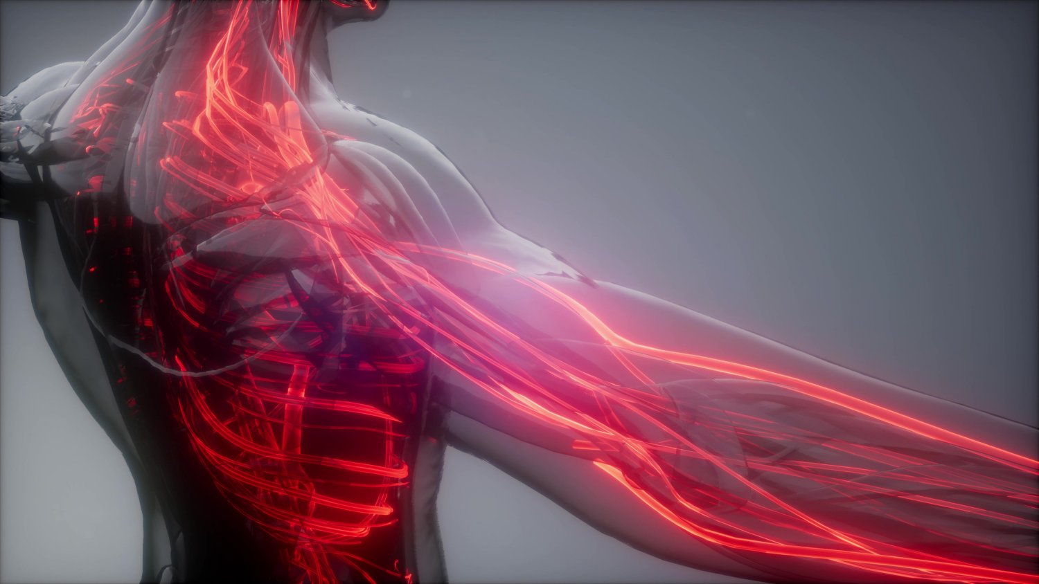 Fast-Twitch-Muscle-Fibers