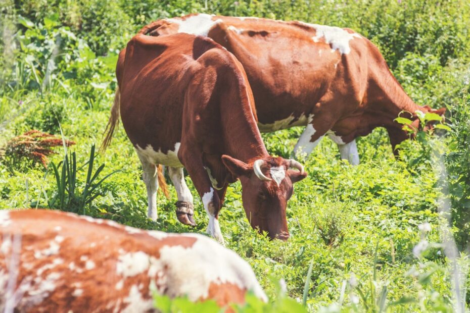 Grass-Fed-vs-Organic-Products