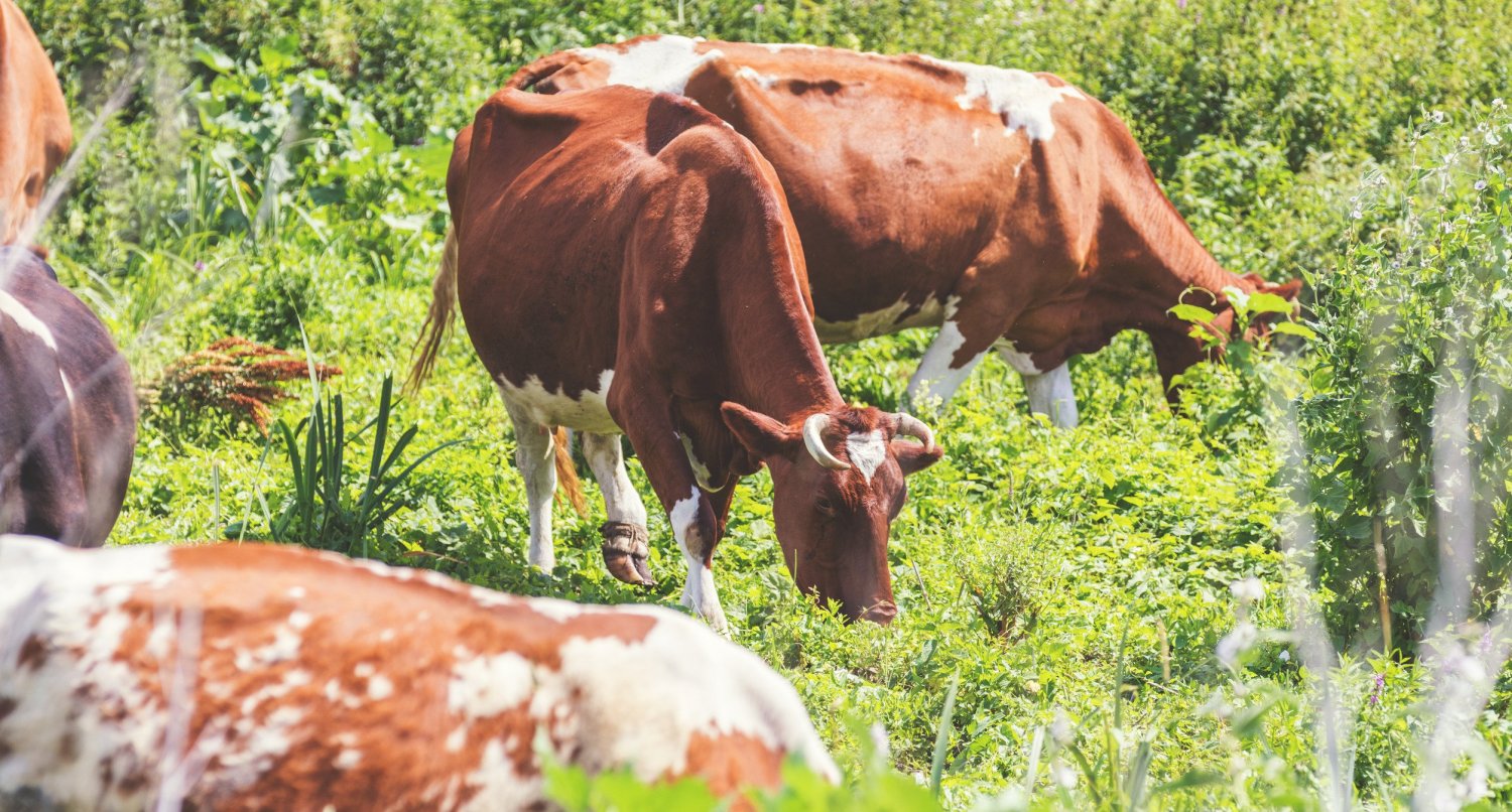 Grass-Fed-vs-Organic-Products