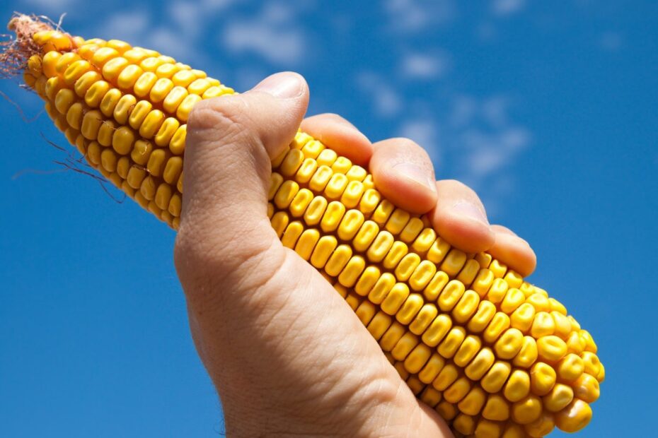 Is-Corn-REALLY-Good-for-You