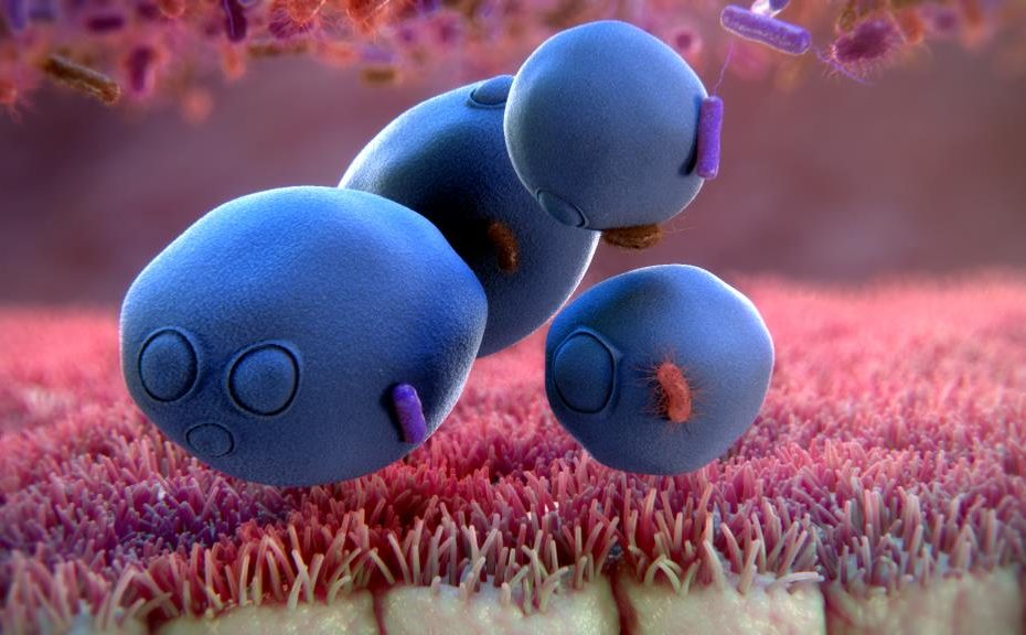 Saccharomyces-boulardii-gut-dteective